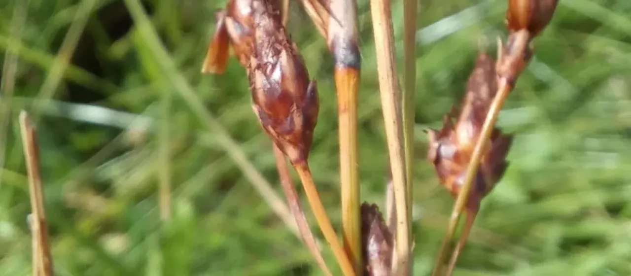 Fimbristylis spadicea