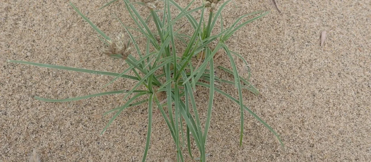Silky fringed sedge