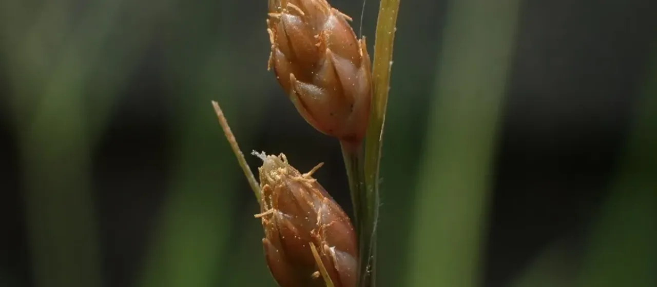 Fimbristylis schoenoides