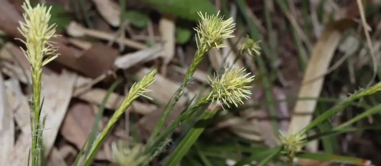 Conical sedge