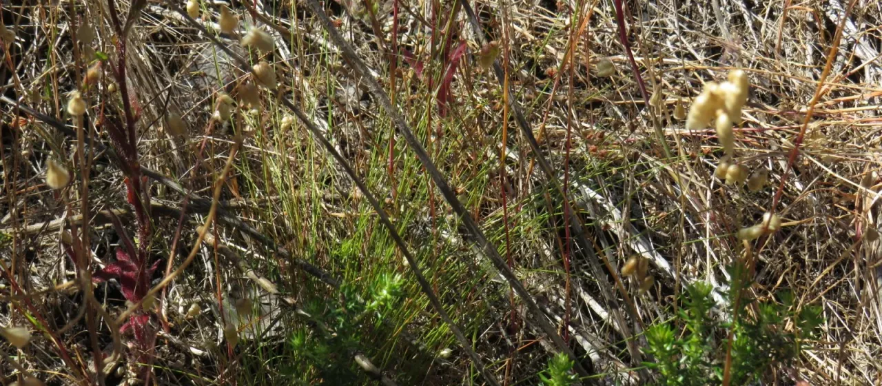 Ficinia filiformis