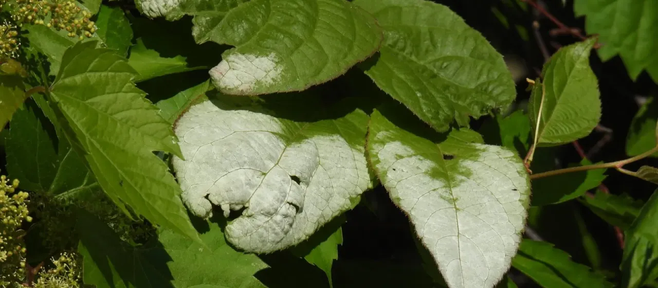 Actinidia kolomikta