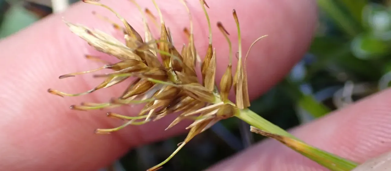 Carex
