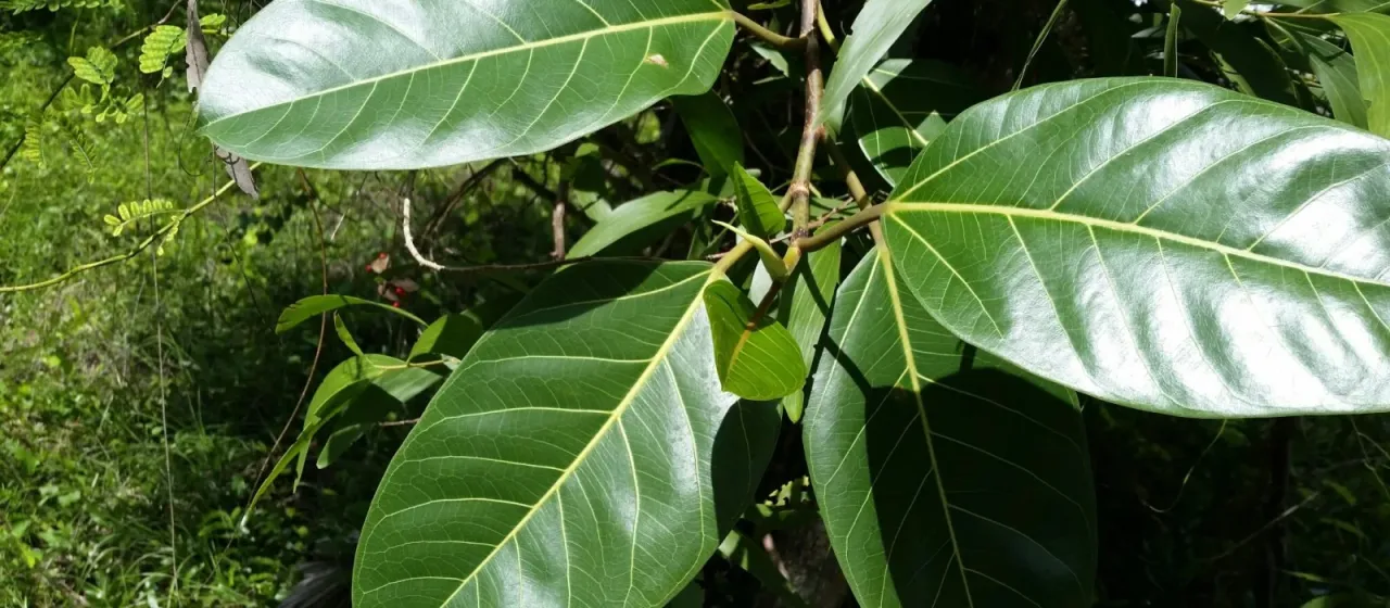 Ficus altissima