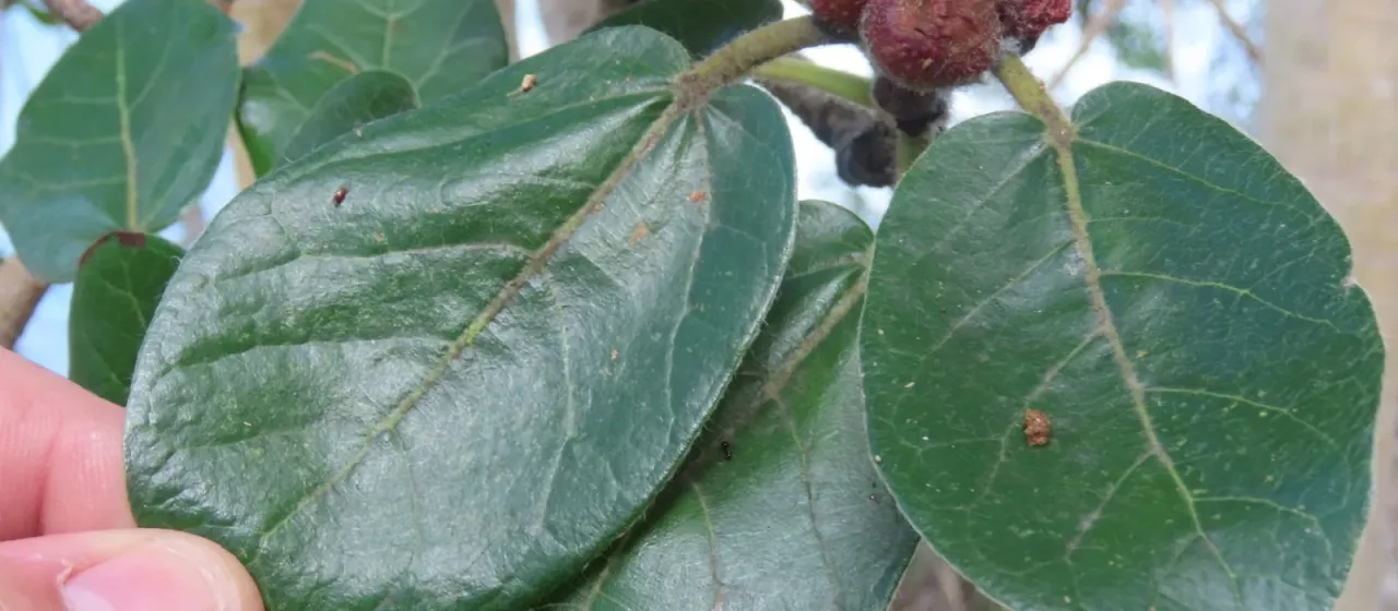 Ficus glumosa