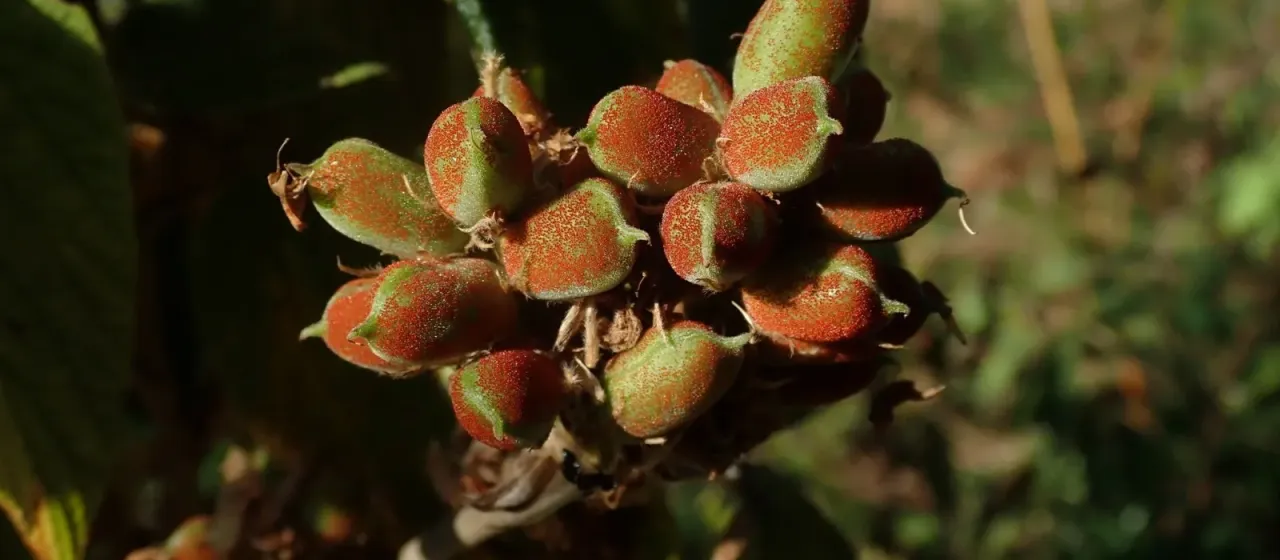 Flemingia grahamiana