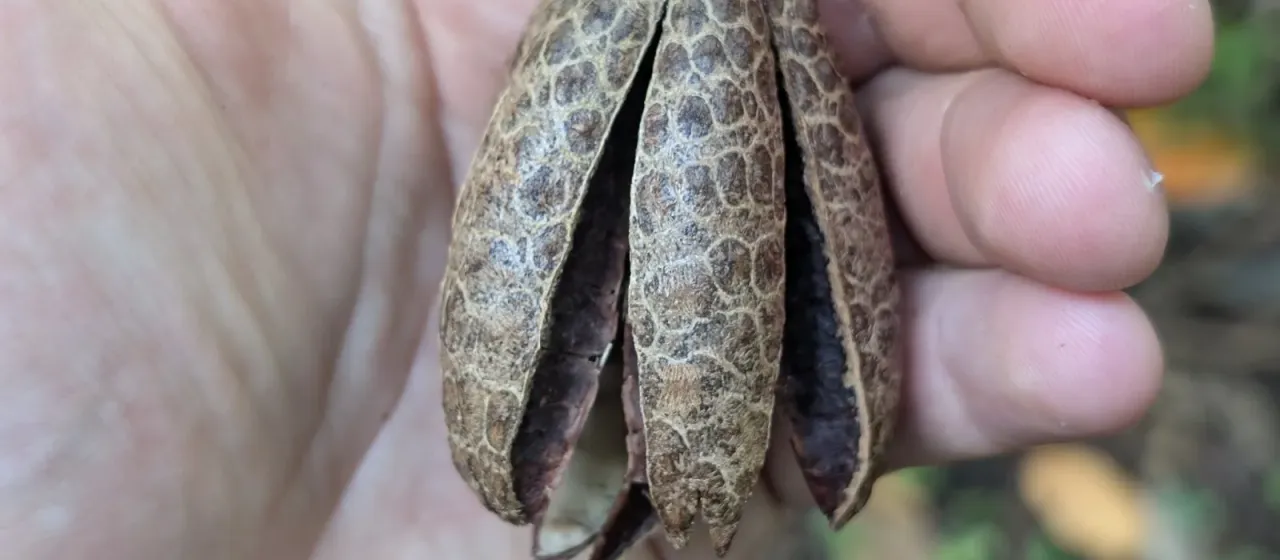 Flindersia brayleyana