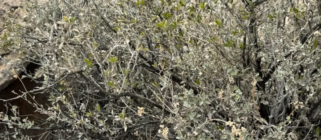 Tarbush