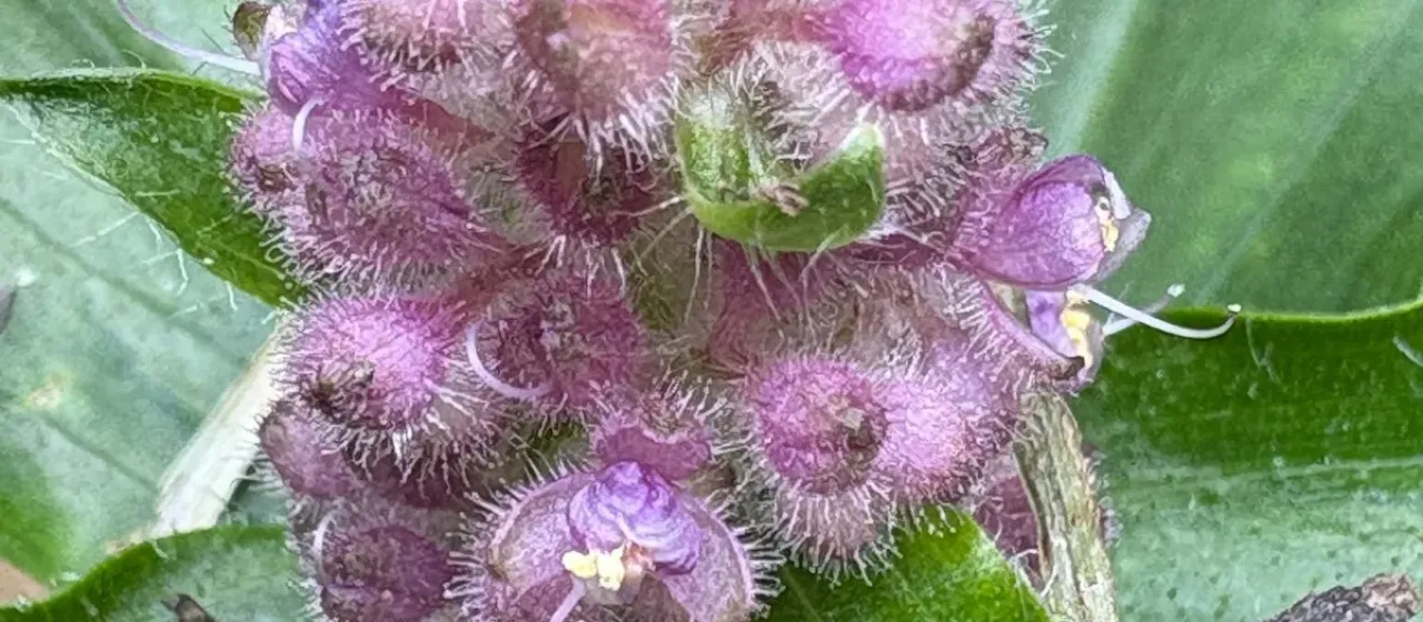 Floscopa scandens