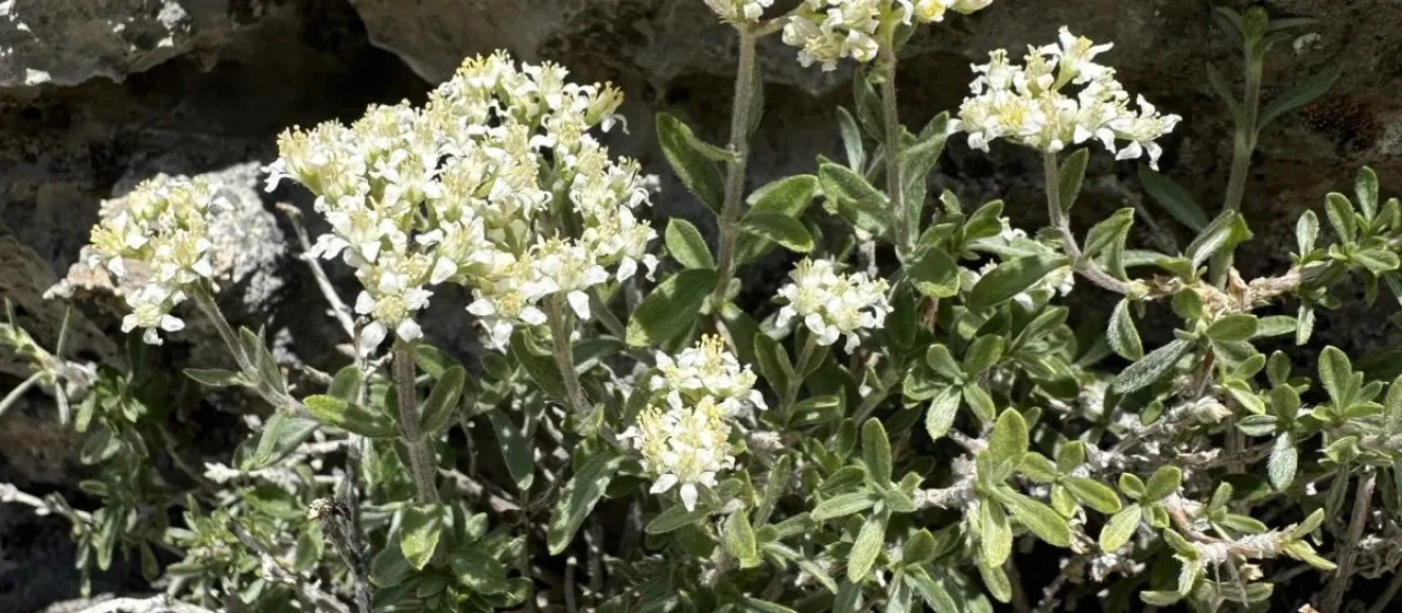Fendlerella utahensis
