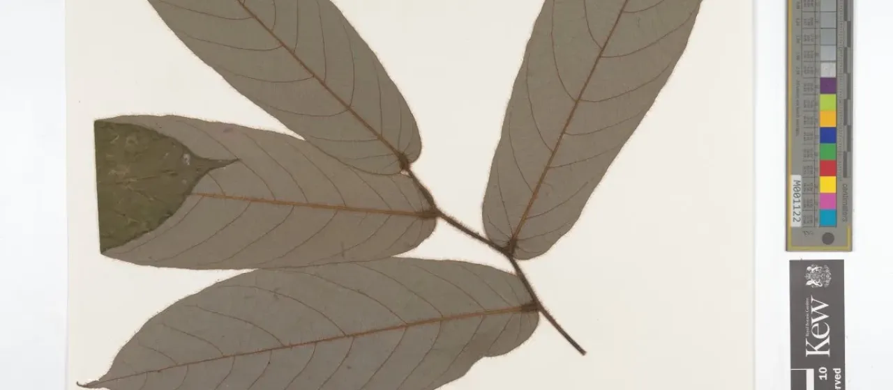 Friesodielsia hirsuta