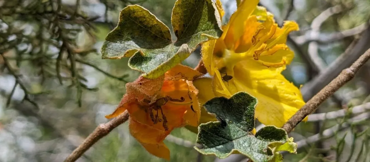 Fremontodendron mexicanum