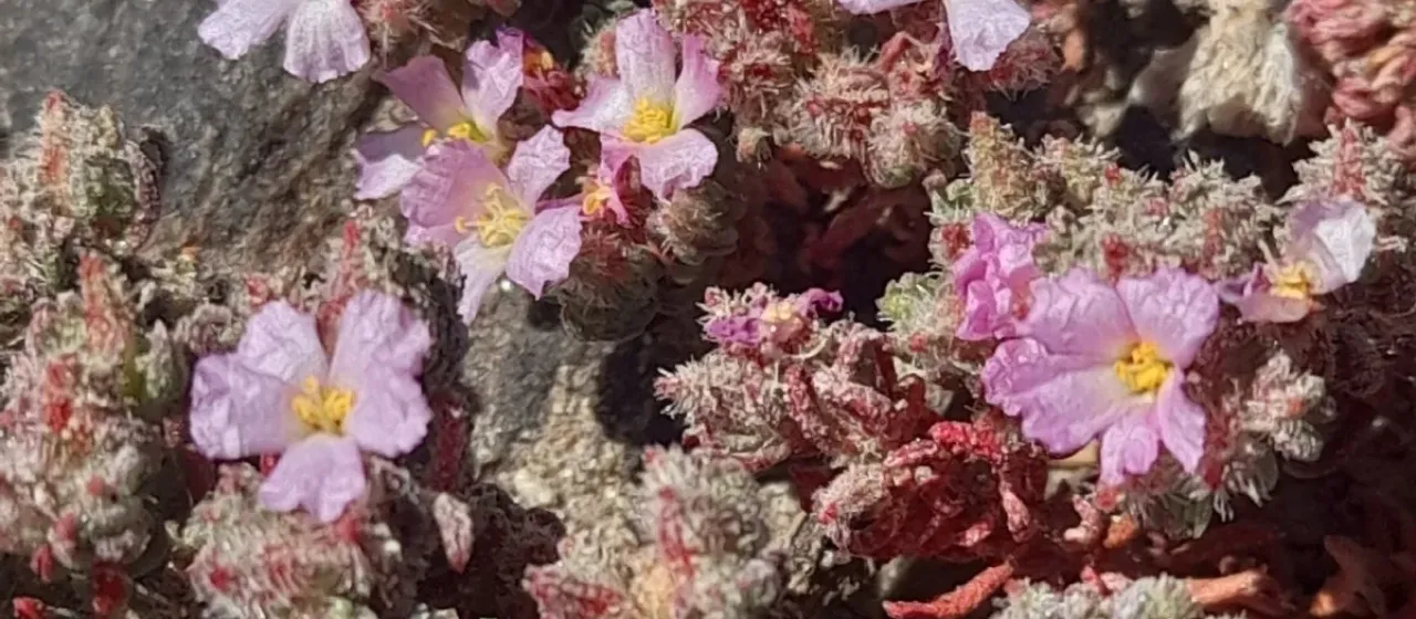 Hairy sea heath