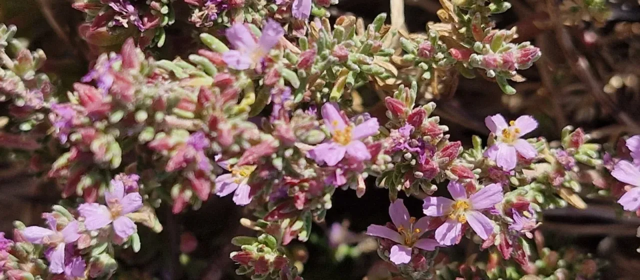 Sea heath