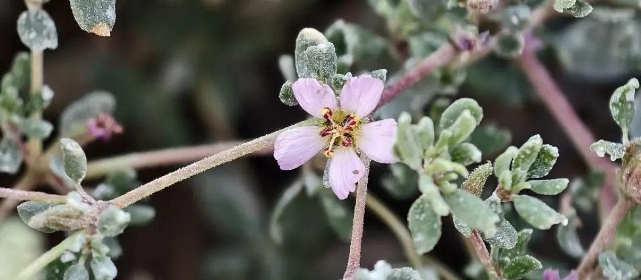 Frankenia pulverulenta