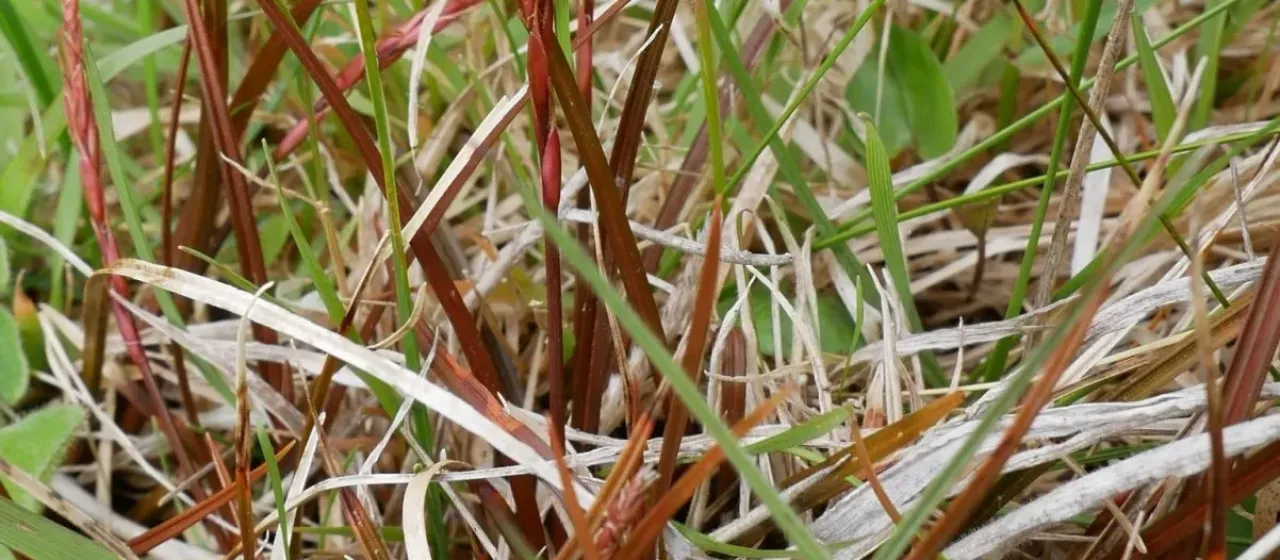 Carex