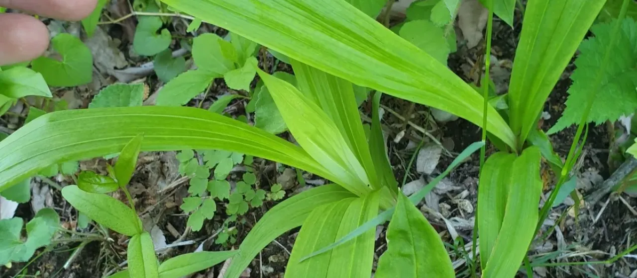 Broad-leaved sedge