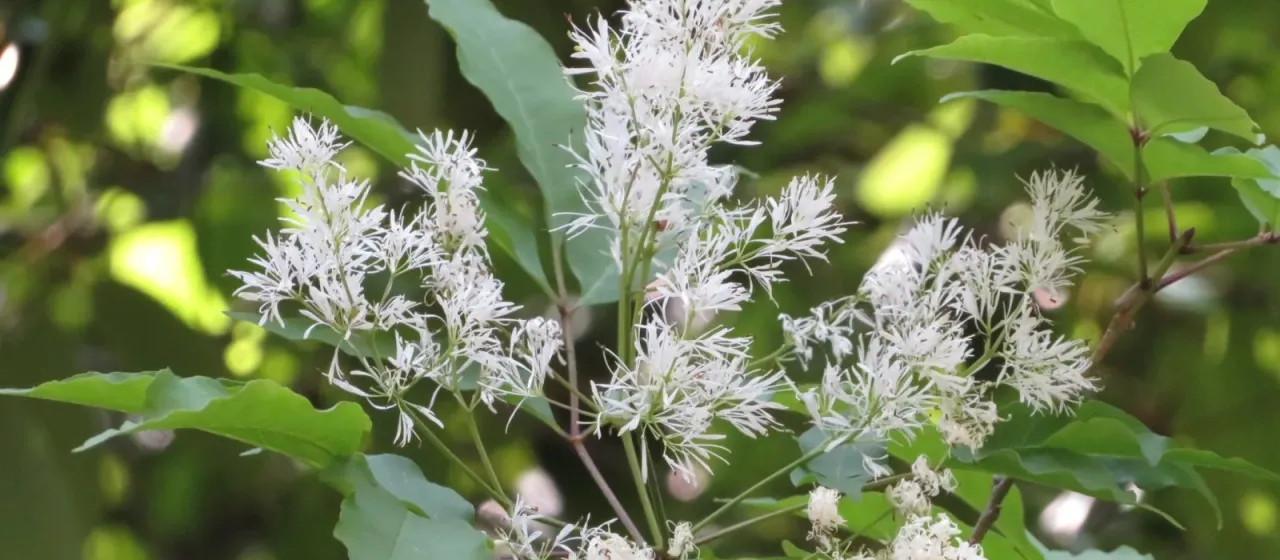 Fraxinus sieboldiana