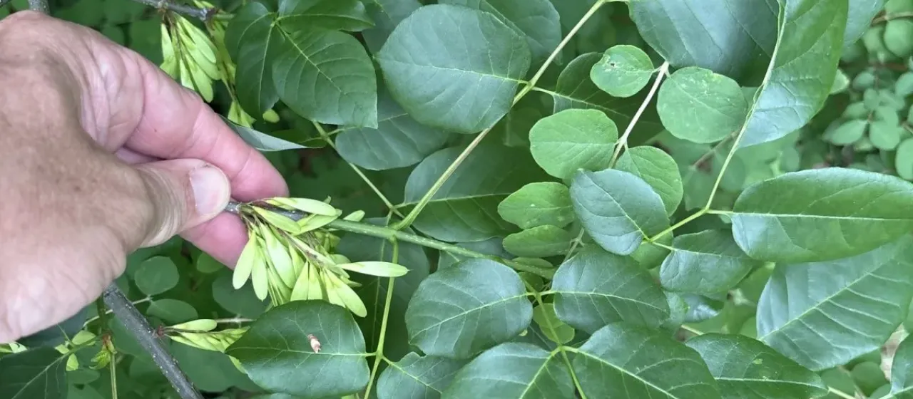 Fraxinus albicans