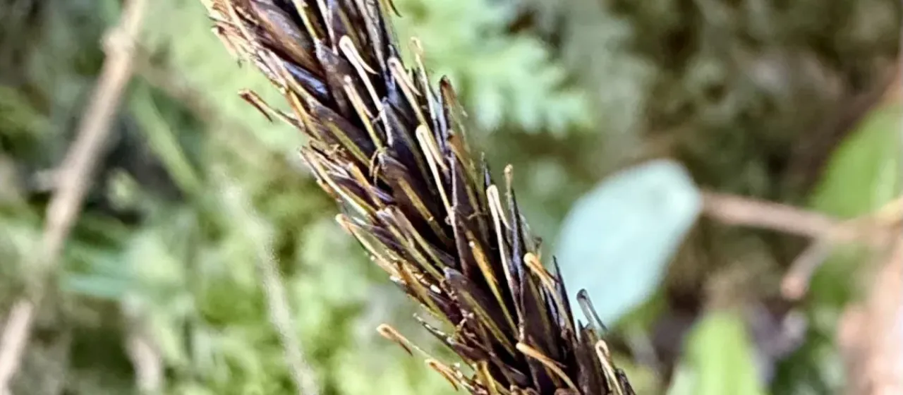 Carex