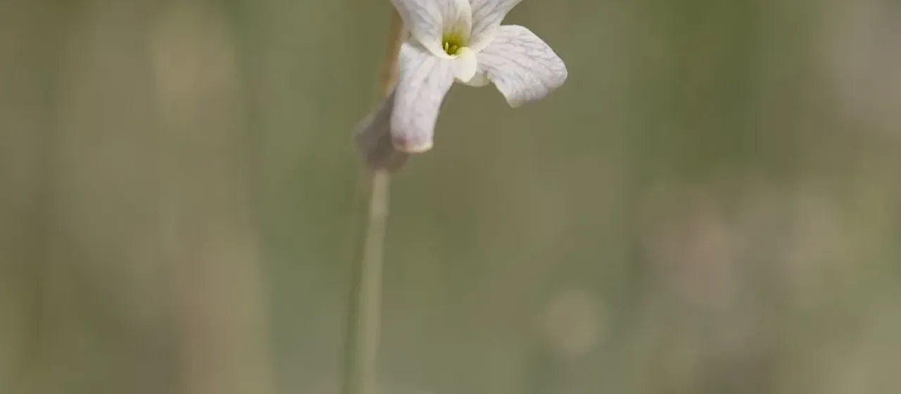 Farsetia aegyptia
