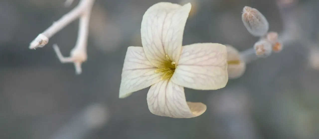 Farsetia longisiliqua