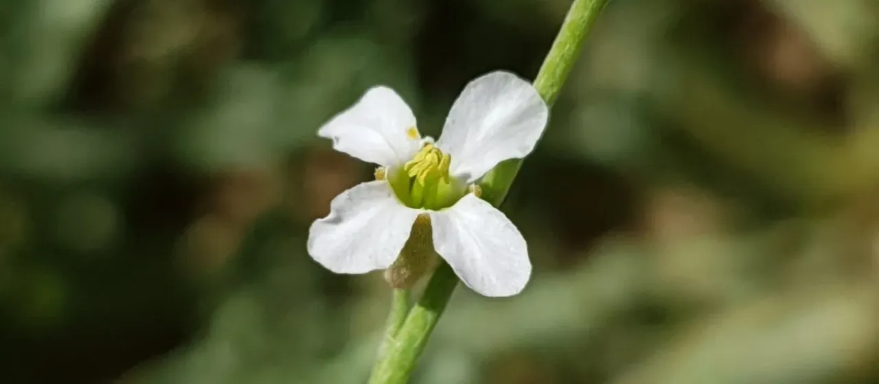 Farsetia stylosa