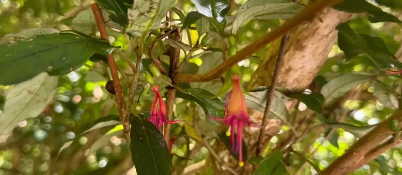 Fuchsia excorticata