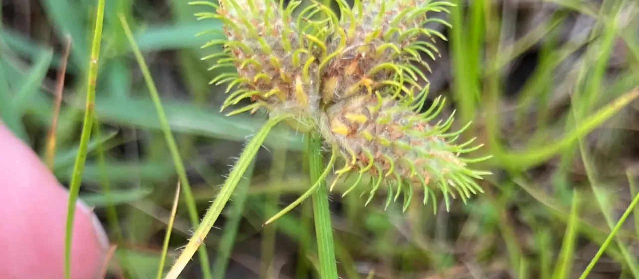 Fuirena breviseta