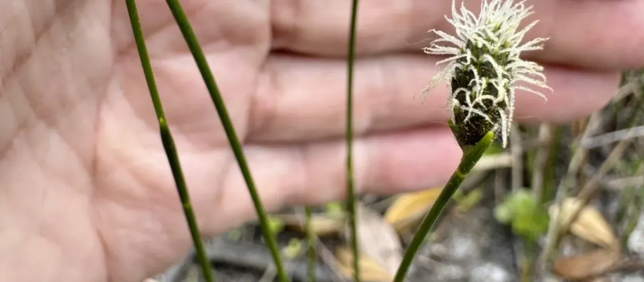 Southern umbrella sedge