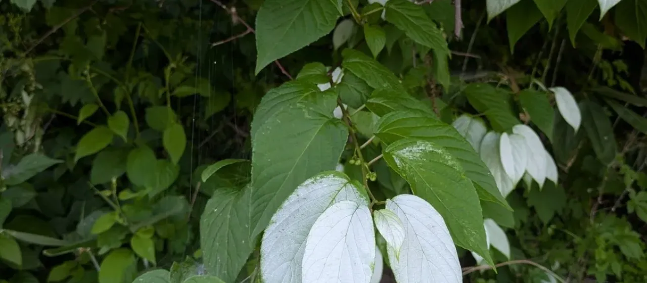 Silver vine