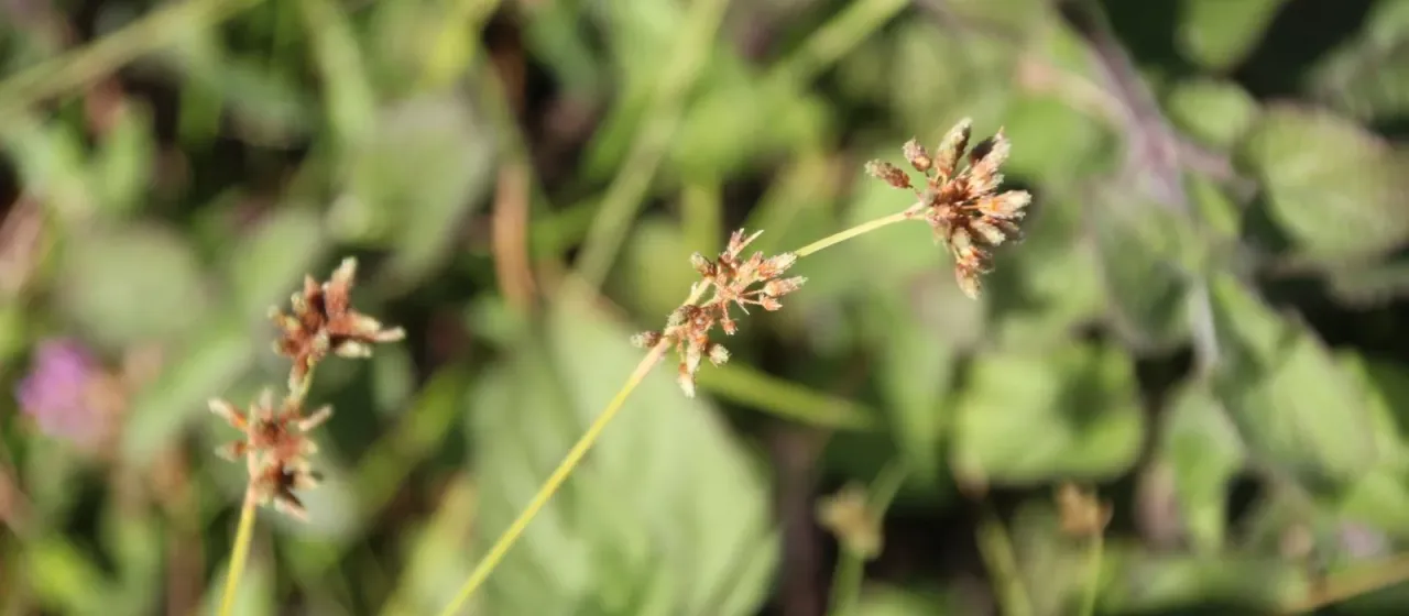 Fuirena stricta