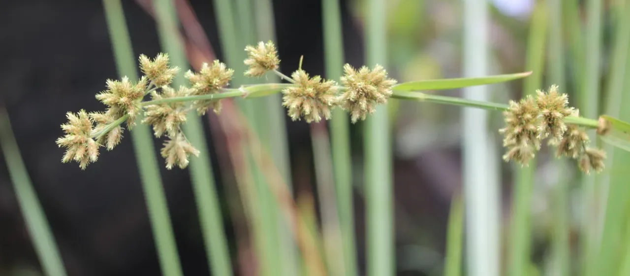 Umbrella sedge