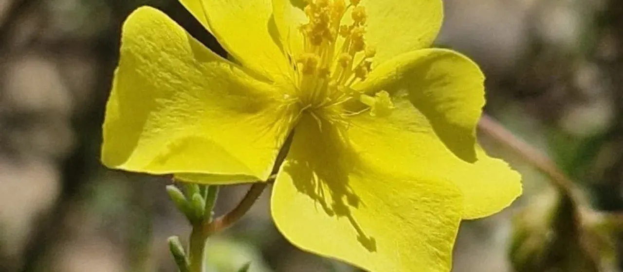 Fumana ericoides