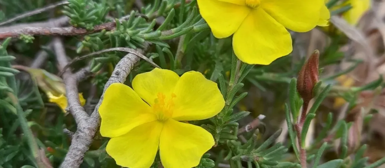 Thyme-leaf rockrose