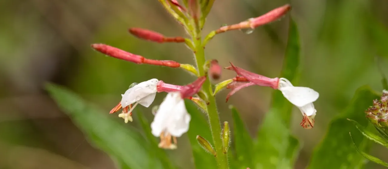 Biennial gaura