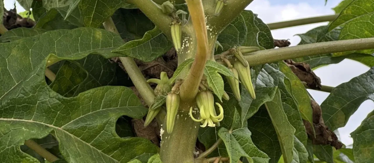 Mountain Papaya
