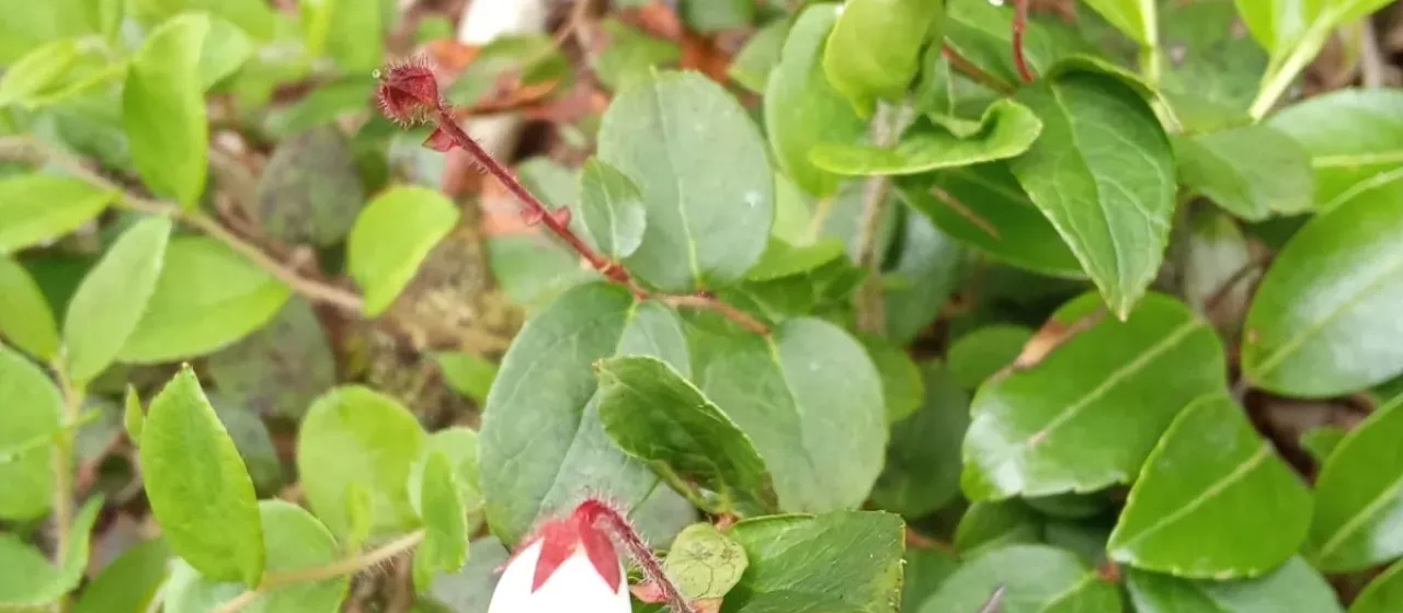 Gaultheria adenothrix