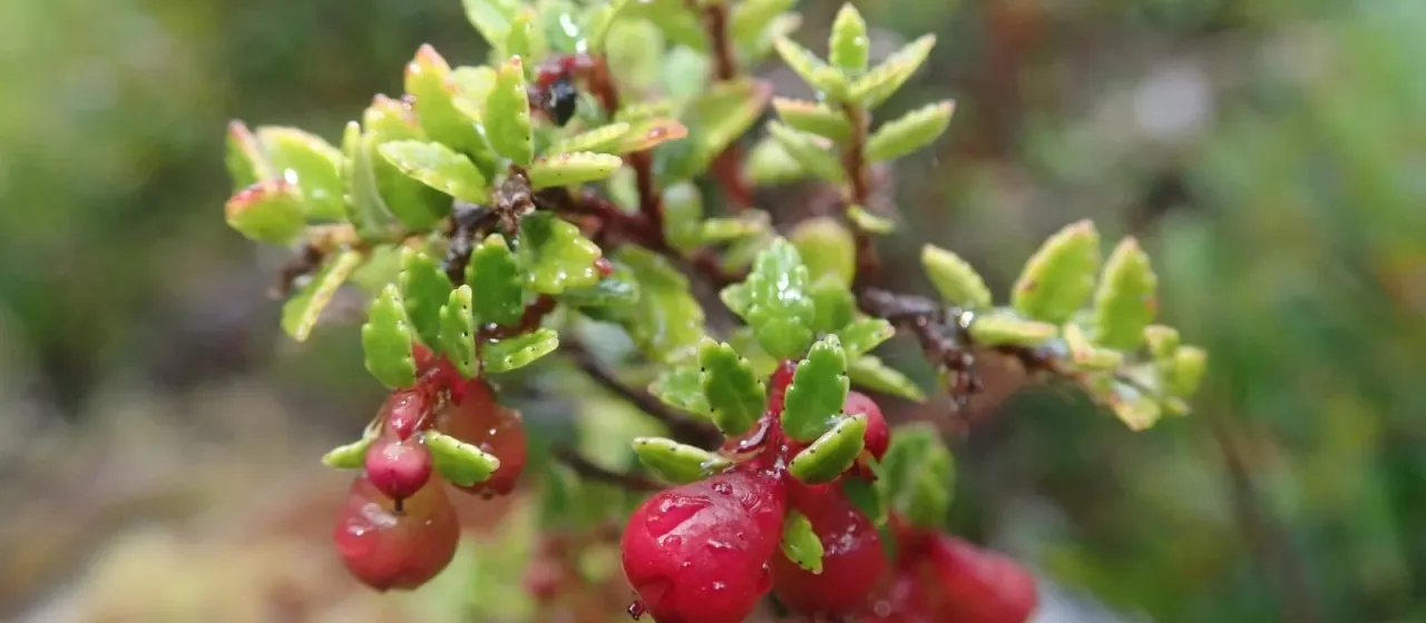 Antarctic wintergreen