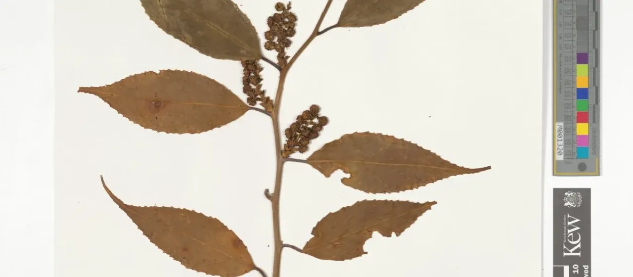 Gaultheria caudata