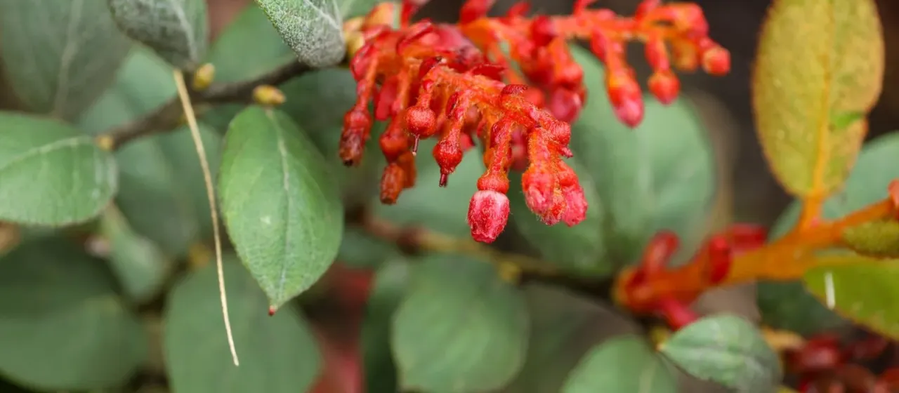 Gaultheria eriophylla