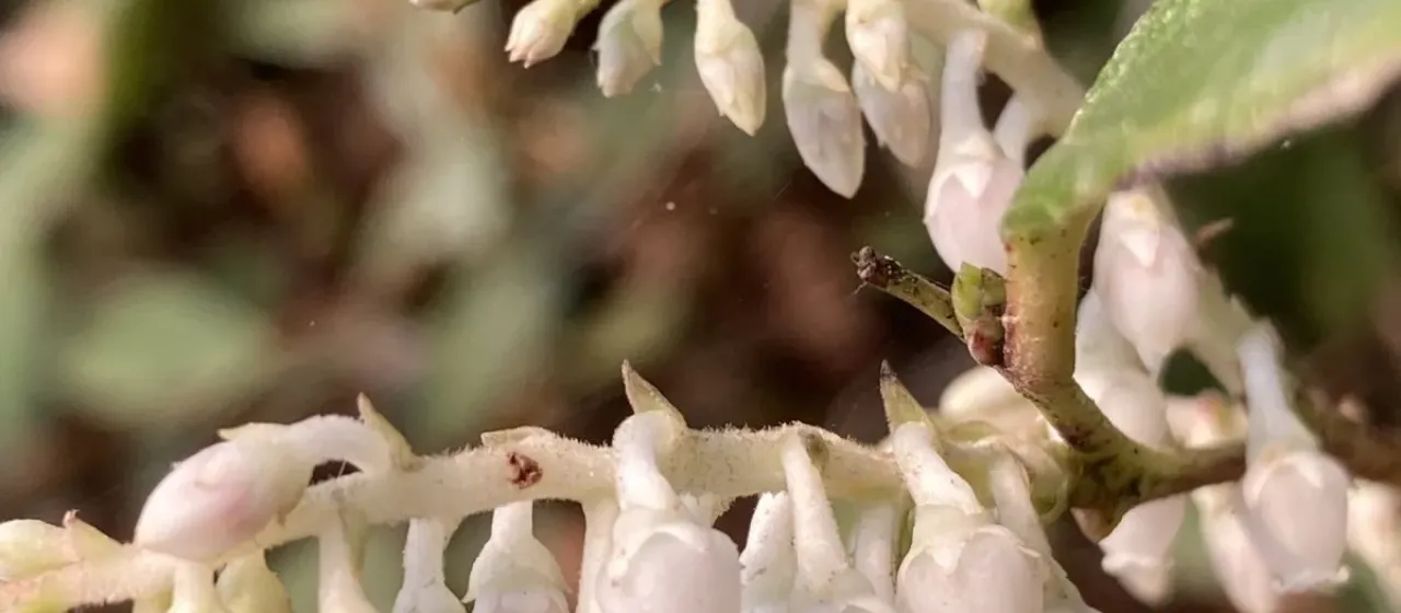 Wintergreen