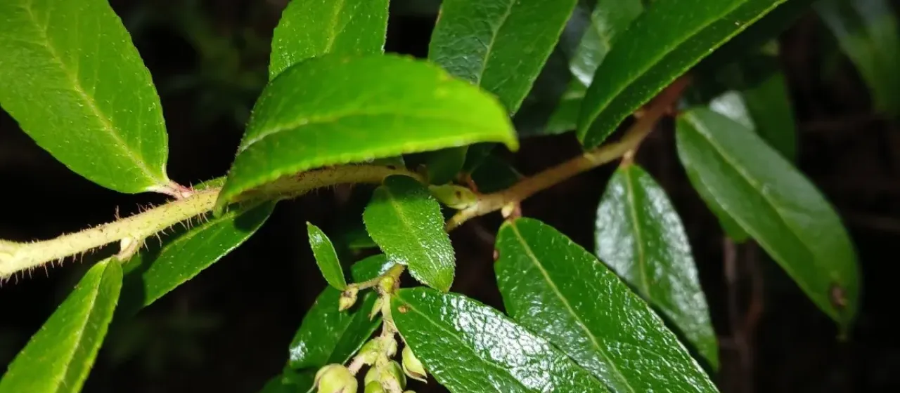 Copper berry