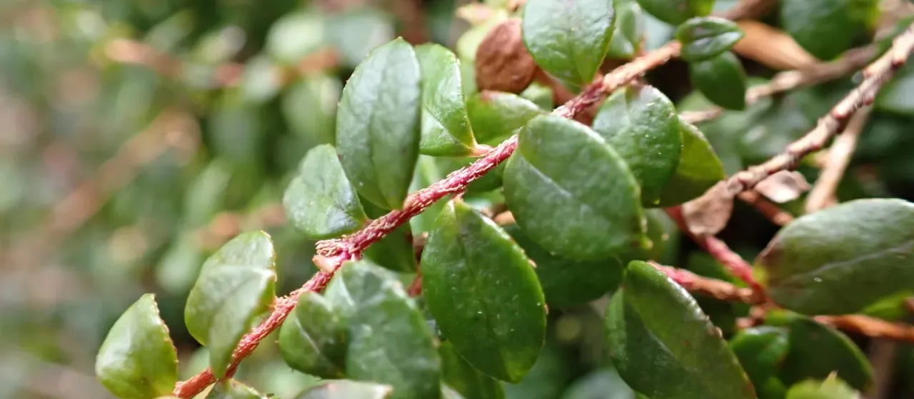 Creeping snowberry