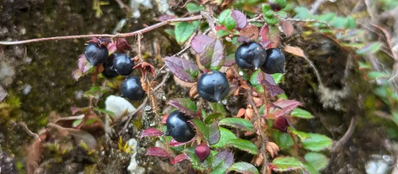 Creeping wintergreen