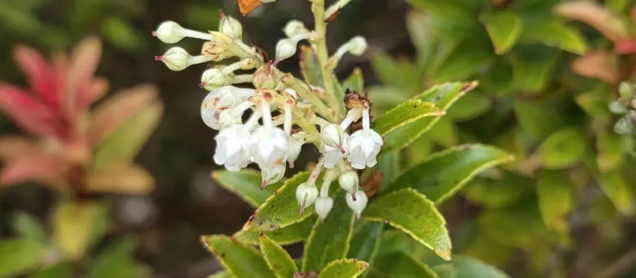 Gaultheria rupestris