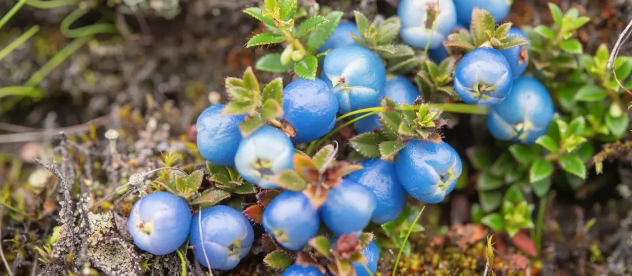 Gaultheria trichophylla