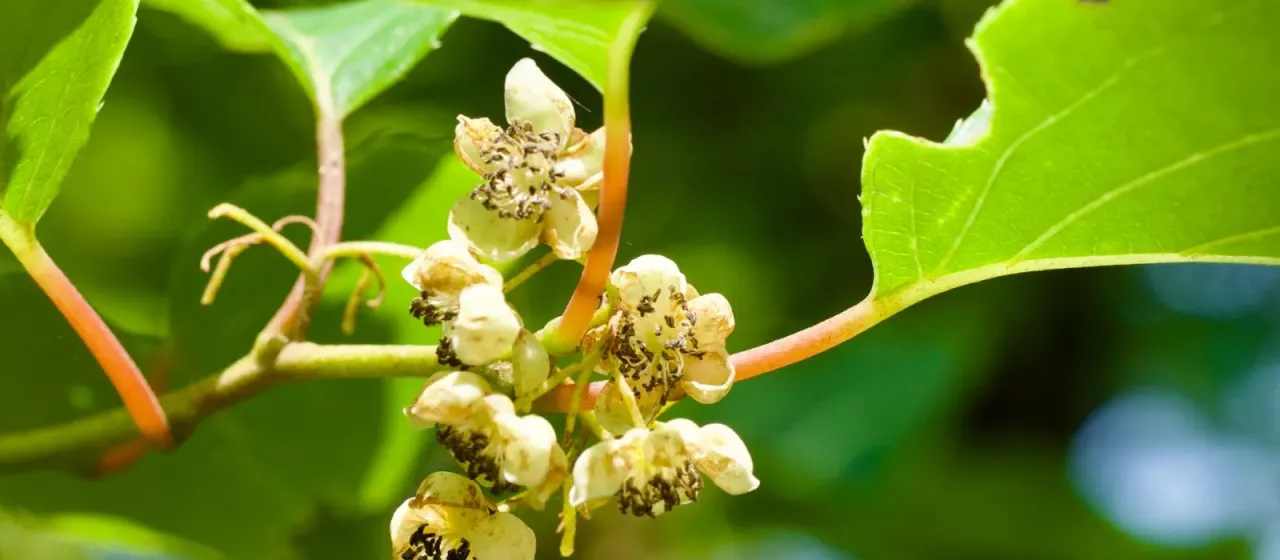 Actinidia arguta