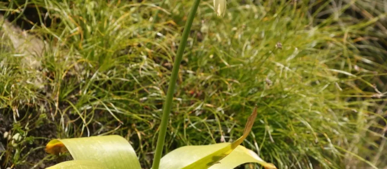 Galtonia