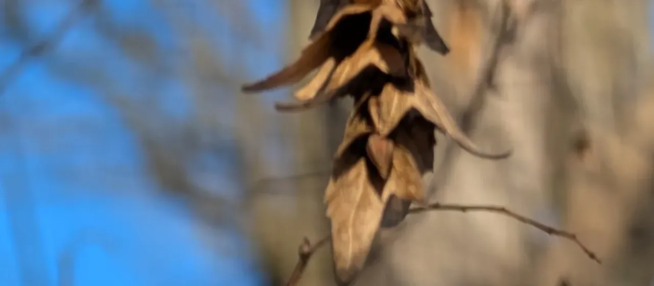 American hornbeam